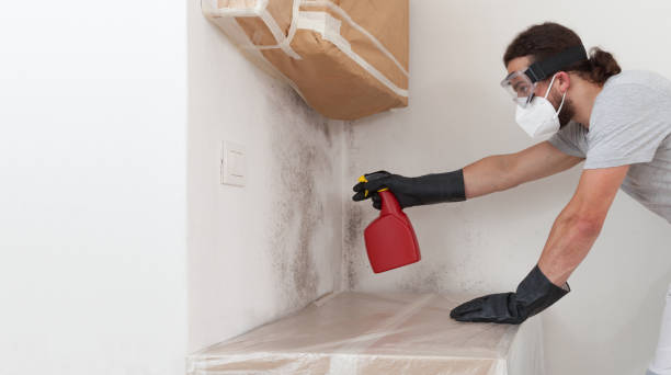Professional Attic Mold Removal technician working in Milton, NY
